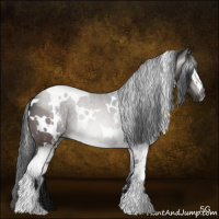 Horse Color:Gray White Spotted Bay 