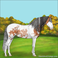 Horse Color:White Spotted Bay Splash Tobiano