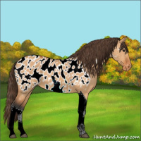 Horse Color:Bay Dun Tobiano Appaloosa 
