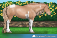 Horse Color:Chestnut Pearl Tobiano