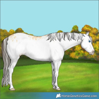 Horse Color:White Spotted Buckskin Splash 