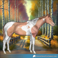Horse Color:Gold Champagne Tobiano