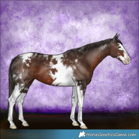 Horse Color:Liver Chestnut Splash Tobiano
