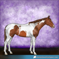 Horse Color:Chestnut Tobiano