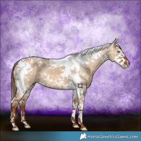 Horse Color:Red Dun Splash Tobiano 