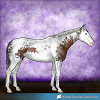 Horse Color:Liver Chestnut Splash Tobiano 