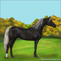 Horse Color:Midnight Silver Black 