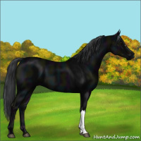 Horse Color:Midnight Black 