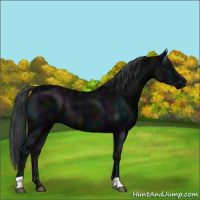 Horse Color:Midnight Black 