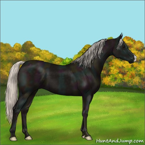 Horse Color:Midnight Silver Black