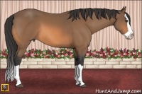 Horse Color:Buckskin Splash 