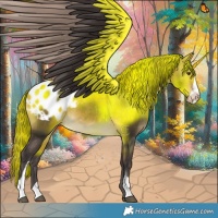 Horse Color:Buckskin Sabino Blanket 