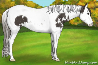 Horse Color:White Spotted Smoky Black Splash Tobiano Appaloosa