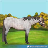 Horse Color:Brown Roan Varnish