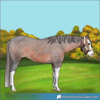 Horse Color:Brown Splash Varnish 