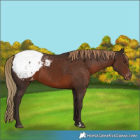 Horse Color:Liver Chestnut Appaloosa 
