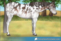 Horse Color:Gray White Spotted Brown Appaloosa