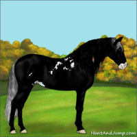 Horse Color:Brown Splash Tobiano 
