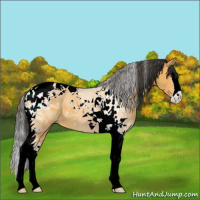 Horse Color:Buckskin Sabino Splash Tobiano 