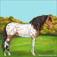 Horse Color:Bay Tobiano Near Leopard 