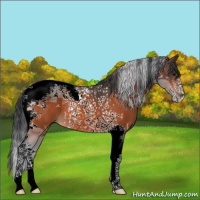 Horse Color:Bay Tobiano