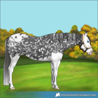 Horse Color:Black Splash Appaloosa 