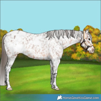 Horse Color:White Spotted Brown Roan Snowflake Varnish 