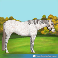 Horse Color:Bay Roan Appaloosa Rabicano