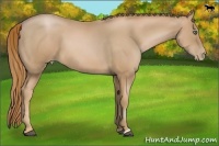 Horse Color:Chestnut Pearl
