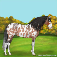 Horse Color:Bay Roan Splash Near Leopard 