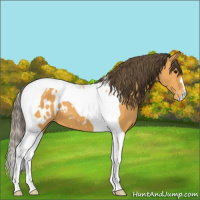 Horse Color:Buckskin Tobiano Near Leopard