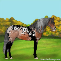 Horse Color:Bay Tobiano 