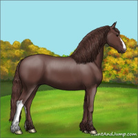 Horse Color:Chocolate Smoky Black 