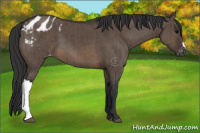 Horse Color:Brown Dun Appaloosa Brindle 