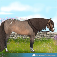 Horse Color:Brown Dun Appaloosa Brindle 