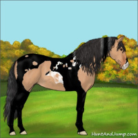 Horse Color:Bay Dun Tobiano 