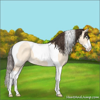 Horse Color:Amber Champagne Dun Splash Tobiano
