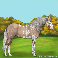 Horse Color:Silver Amber Champagne Splash Tobiano and Gray Silver Classic Champagne Roan Splash