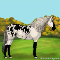 Horse Color:Void Perlino Splash Appaloosa 