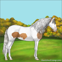 Horse Color:Gray Silver Amber Champagne Splash Tobiano 