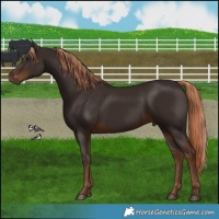 Horse Color:Liver Chestnut 