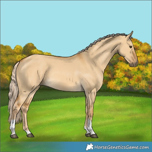 Horse Color:Unknown 