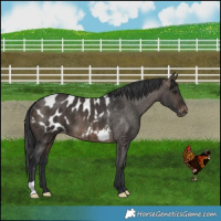 Horse Color:Brown Dun Appaloosa Brindle 