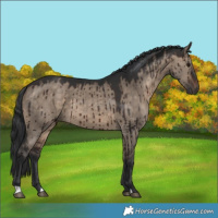 Horse Color:Brown Dun Brindle 