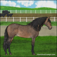 Horse Color:Brown Dun Brindle 