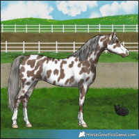Horse Color:Liver Red Dun Mushroom Appaloosa Brindle 