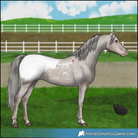 Horse Color:Liver Red Dun Mushroom Appaloosa Brindle 