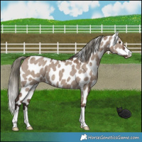 Horse Color:Liver Red Dun Mushroom Appaloosa Brindle 
