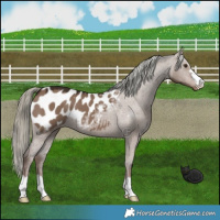 Horse Color:Liver Red Dun Mushroom Appaloosa 