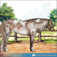 Horse Color:White Spotted Liver Red Dun 